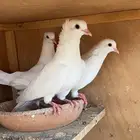 حمام صنعاني شيبه