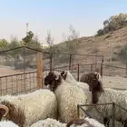 خرفان نعيم