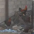 ديكه شرط والصحه ماشاءالله