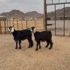 جفار ثنايا مشاريع