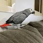 كاسكو اليف