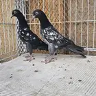 طبه باكستاني رام بوري