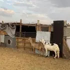 سواكن صنف صنف و جرم فاخر