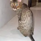 قط بنغال بيور 100  ذكر
