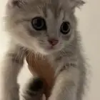 قطط سكوت فولد