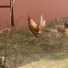 ديك ودجاجه