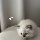 قطة هملايا