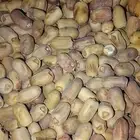 تمر قسب بديره حبه صغير