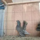للبيع حمام الاسكا