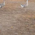 وز ذكر وانثى