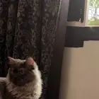 قطة للبيع على السوم