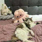 قط شيرزاي