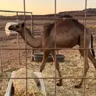 قعود للبيع