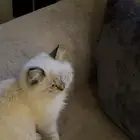 قطه هملايا انثى لتبني