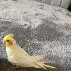 كروان ضايع بحي الوسام 3