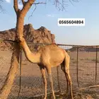 بكره سلاله طيبه