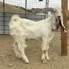 تيس مشروك