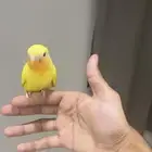 فرخ روز عمره شهرين واسبوعين