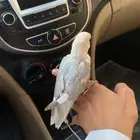 روز فرخ
