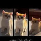 سكوتش ستريت