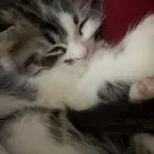 قطط شيراز سكوتش للبيع
