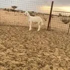طفل مشروع فحل