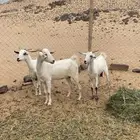 معزا بيشيات دفيع