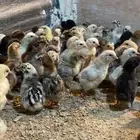 صوص دجاج بلدي الجوز ريالين