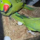 ازواج درة هندي منتجه
