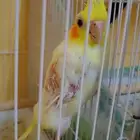 كروان لتبني