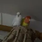 زوجين روز