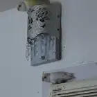 بغبغاء عيون ح مر اثنين كل واحد لوحده