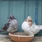 للبيع زوج كشكش