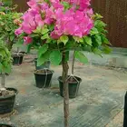 جهنميه شجر جهنميه تايلندي اشجار جميع الالوان بلدي وتايليندي