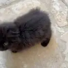 قطو سكوتش فولد صغير