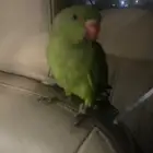 للبيع ببغاء ذره فرخ عمر 4 شهور اليف