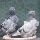 للبيع زوج كشكش