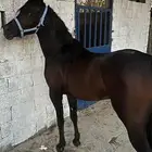 خيل