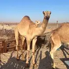 قعود