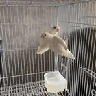 روز