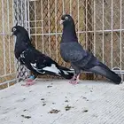 زوج باكستاني رام بوري