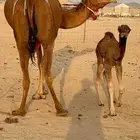 خلفه مصغر حمرا دم