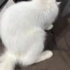 بسه للبيع