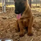 كلب مالينو بيور دم حار جدا