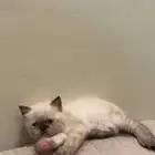 قطة بيكي فيس هملايا