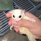 زوج سناجب طائرة لون نادر