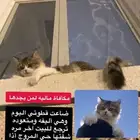 قطة مفقودة حي المروج قطوه شيرازي 7 شهور