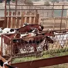 تيوس للبيع