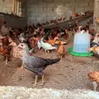 صوص بلدي فواخررر