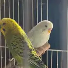 زوج طيور بادجي ذكر وانثى للبيع
